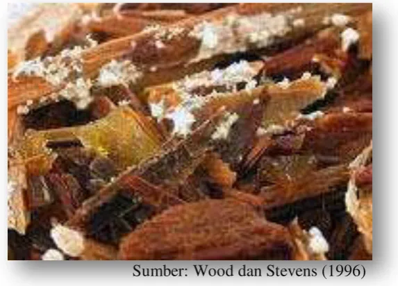 Gambar 3.  Trametes versicolor 