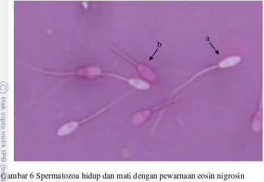Gambar 6 Spermatozoa hidup dan mati dengan pewarnaan eosin nigrosin  