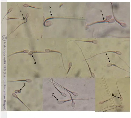 Gambar 8 Abnormalitas spermatozoa bersifat primer (a) abaxial, (b) detached  