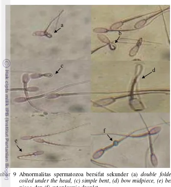 Gambar 9 Abnormalitas spermatozoa bersifat sekunder (a) double folded, (b) 