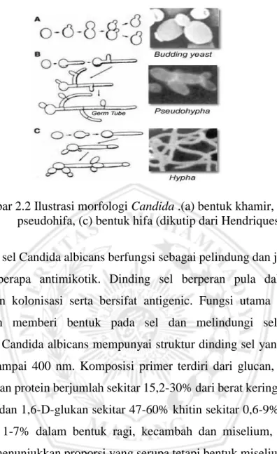 Gambar 2.2 Ilustrasi morfologi Candida .(a) bentuk khamir, (b) bentuk  pseudohifa, (c) bentuk hifa (dikutip dari Hendriques) 