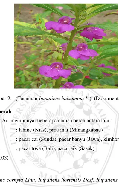 Gambar 2.1 (Tanaman Impatiens balsamina L.). (Dokumentasi pribadi)  2.1.2 Nama Daerah  