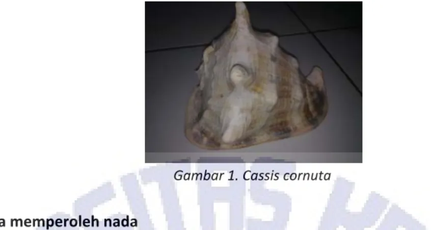 Gambar 1. Cassis cornuta
