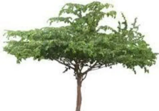 Gambar 2.1 Pohon Kersen (Zahara, 2018). 