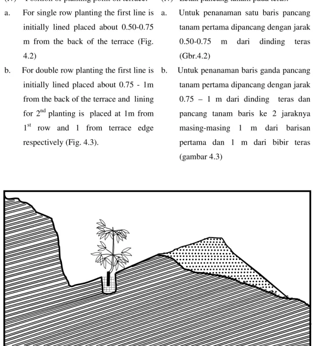 Figure 4.2    Single Row Planting on terrace 