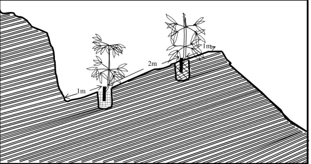 Figure 4.3    Double row planting in terrace                                                                                                1m                                                                                                                  