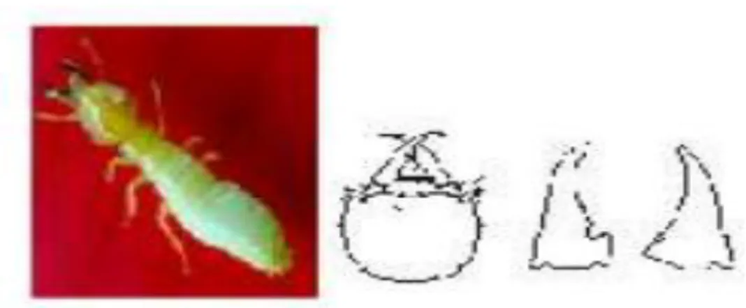 Gambar 2. Contoh bentuk kepala, dan mandibel genus Coptotermes 
