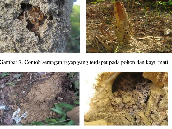Gambar 7. Contoh serangan rayap yang terdapat pada pohon dan kayu mati 