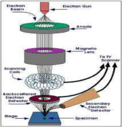 Gambar 12. Scanning Electron Microscope (SEM) (www.google.com) 