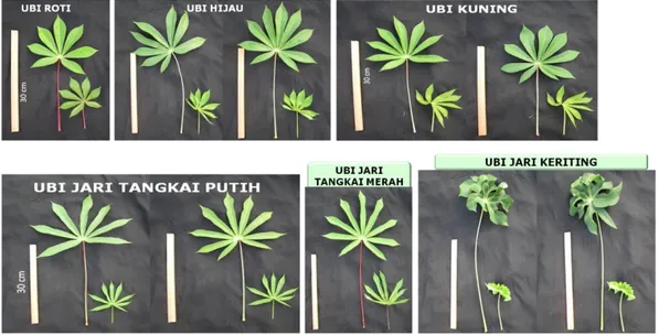 Tabel 1. Morfologi daun dan batang ubi kayu dari Kabupaten Pelalawan, Provinsi  Riau.  