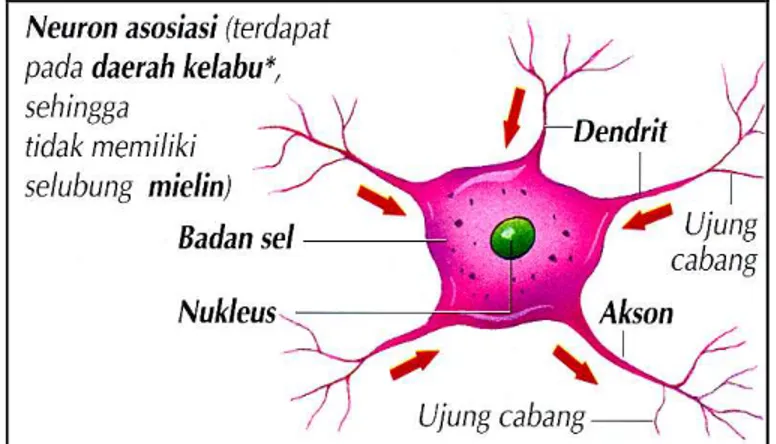Gambar II.2. Neuron Asosiasi [STO05] 