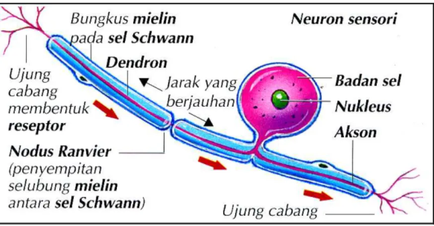 Gambar II.1. Neuron Sensori [STO05] 