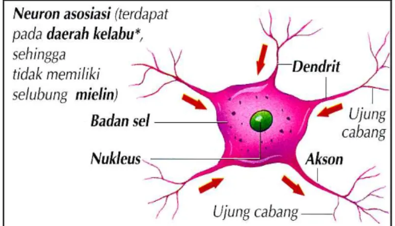 Gambar II.3. Neuron Motor [STO05] 