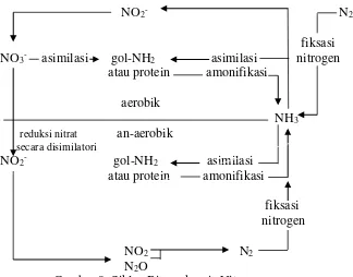 Gambar 9. Siklus Biogeokemis Nitrogen. 