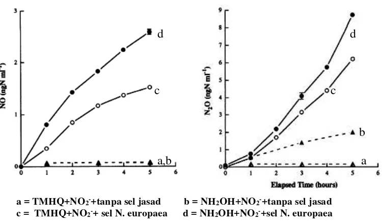 Gambar 22. Produksi NO dan N2O dalam kultur an-aerobik N. europaea. 