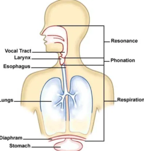 Gambar 1. Sistem yang terkait dengan pernafasan dan pembentukan suara 