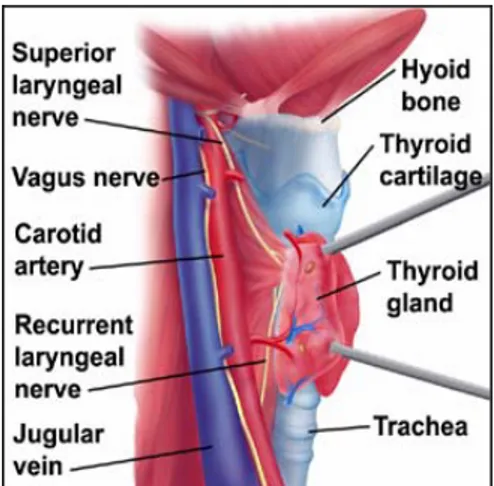 Gambar 2. Anatomi laring 