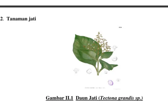 Gambar II.1  Daun Jati (Tectona grandis sp.) 