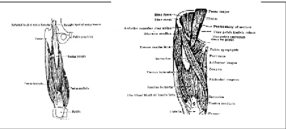 Gambar 7. Otot Tungkai Atas