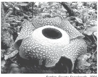 Gambar 1.23 Rafflesia Arnoldi salah satu jenis
