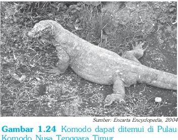 Gambar 1.24 Komodo dapat ditemui di Pulau