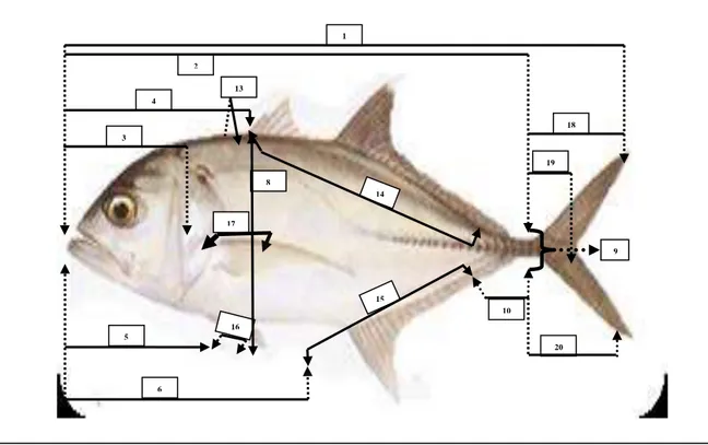 Gambar  2.  Karakter  morfometrik  bagian  kepala  ikan  kuweh  (C.  sexfaciatus)  (7)  tinggi  kepala  (TK),  (11)  diameter mata (DM), (12) jarak mata ke tutup insang (JMTI), (21) panjang moncong (PM), (22)  panjang maxila (PMa), (23) panjang premaxila (