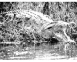 Gambar 1.20 Reptil buaya