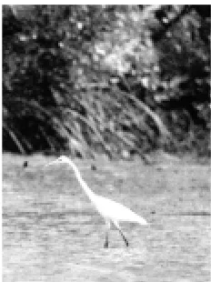 Gambar 1.28 Burung kuntul