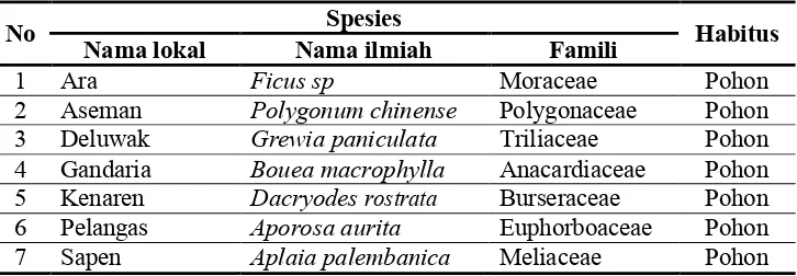 Tabel 4. Jenis tumbuhan pakan yang biji buahnya dipencarkan oleh siamang pada bulan Agustus 2012 di Resort Way Kanan TNWK