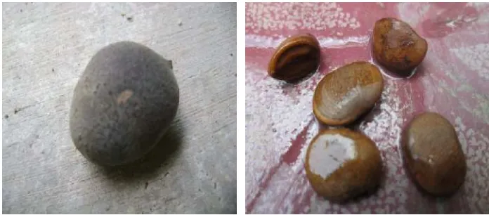 Gambar 4. Bentuk buah ara asli (kiri), biji buah ara yang ditemukan dalam kotoran siamang (kanan) pada bulan Agustus 2012 di Resort Way Kanan TNWK.