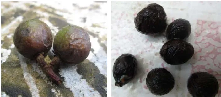 Gambar 6. Bentuk buah deluak asli (kiri), biji buah deluak yang ditemukan dalam kotoran siamang (kanan) pada bulan Agustus 2012 di Resort Way Kanan TNWK.