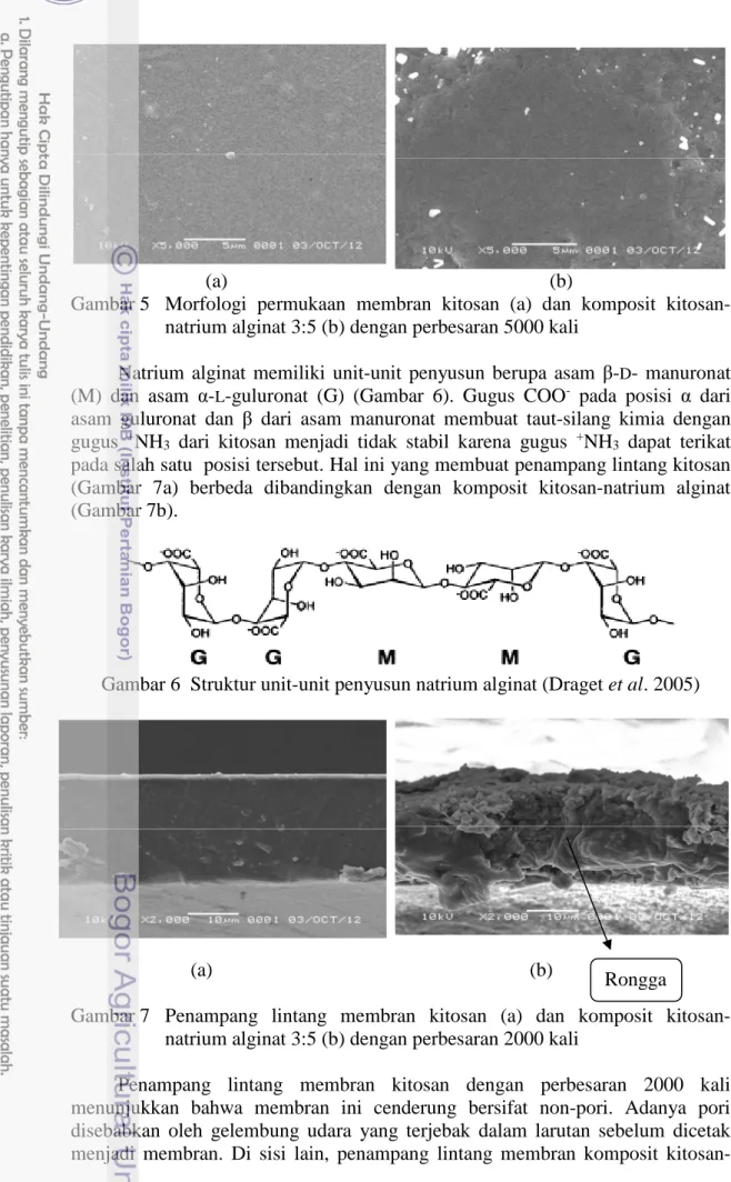 Gambar 5  Morfologi  permukaan  membran  kitosan  (a)  dan  komposit  kitosan- kitosan-natrium alginat 3:5 (b) dengan perbesaran 5000 kali 