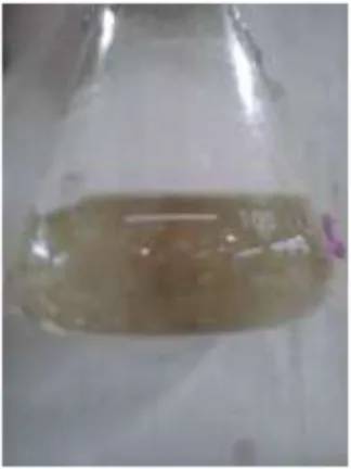 Gambar 1  Perubahan warna sebelum (a) dan sesudah (b) proses sulfonasi  Agen  sulfonasi  yang  dapat  digunakan  dalam  sulfonasi  antara  lain  asam  sulfat  (Dewi  dan  Handayani  2007),  trimetil  silil  ester  (Lufrano  2008),  asam  klorosulfonat (Dev