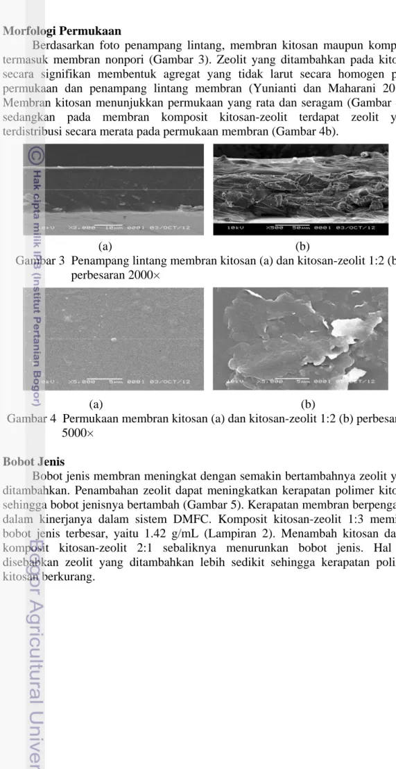 Gambar 3  Penampang lintang membran kitosan (a) dan kitosan-zeolit 1:2 (b)                         perbesaran 2000× 