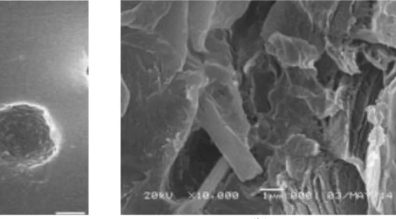 Gambar 8 (a) Lapisan elektrode berkatalis, (b) MEA PSS-natrium alginat  Analisis Morfologi Membran 
