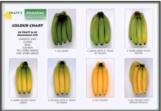Gambar 2. Standar kematangan pisang berdasarkan warna (Caussiol, 2001) 