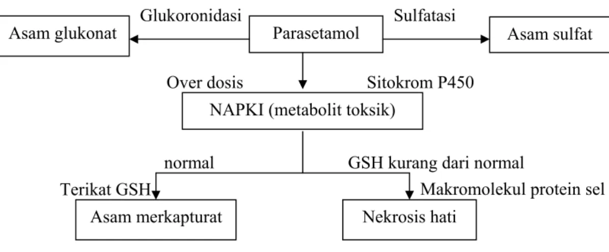 Gambar 1. Mekanisme Hepatotoksisitas Parasetamol. 