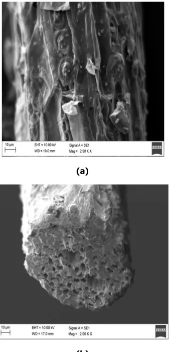 Gambar 1.  Analisis SEM  serat sabut kelapa (a) permukaan serat (b) penampang  serat ( Bakri, 2009) 