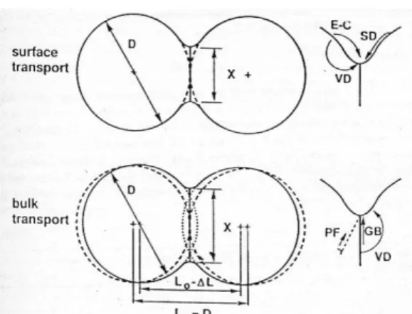 Gambar 2.8. Mekanisme perpindahan massa serbuk (German, 1994). 