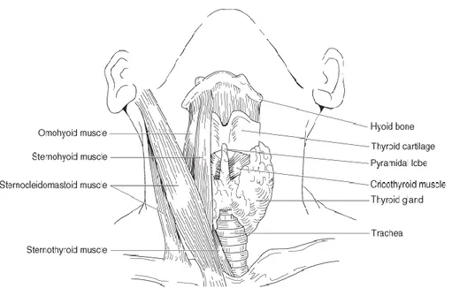 Gambar 2.1. Anatomi kelenjar tiroid. 13 