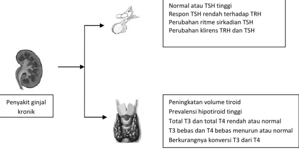 Gambar 2.6 Efek penyakit ginjal kronik pada aksis hypothalamus – pituitari –  tiroid 11