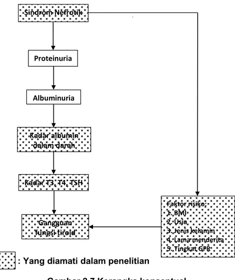 Gambar 2.7 Kerangka konseptual Sindrom Nefrotik Albuminuria  Faktor risiko:  1. BMI 2
