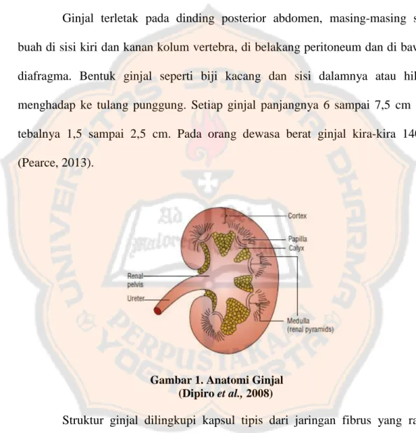 Gambar 1. Anatomi Ginjal  (Dipiro et al., 2008) 