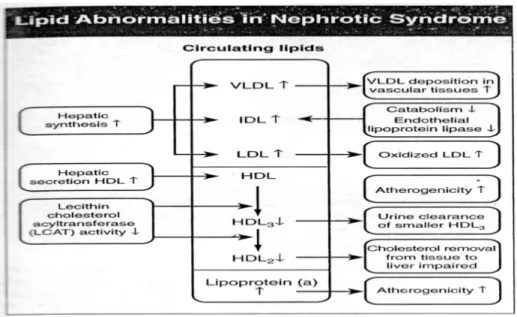 Gambar 2. Mekanisme hiperlipidemia pada sindrom nefrotik 10 .