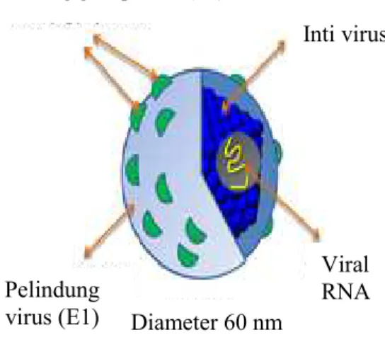 Gambar 2 Struktur virus hepatitis C (HCV)  (Moradpour et al. 2007). 