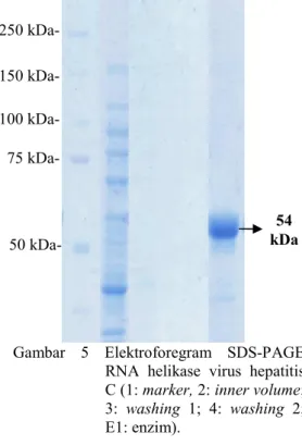 Gambar  5  Elektroforegram  SDS-PAGE  RNA  helikase  virus  hepatitis  C (1: marker, 2: inner volume; 