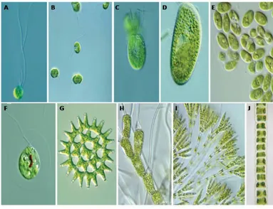 Gambar 1 Morfologi mikroalga A: Pterosperma, B: Nephroselmis, C:Tetraselmis  D:  Chlorella,  E:  Oocytis,  F:  Haematococcus,  G:  Pediastrum,  H: 