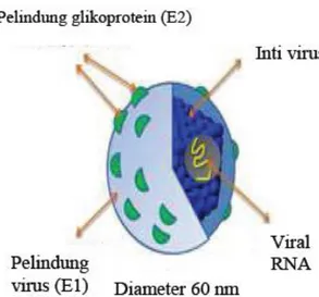 Gambar 3 Struktur virus hepatitis C (HCV) (Moradpour et al. 2007). 
