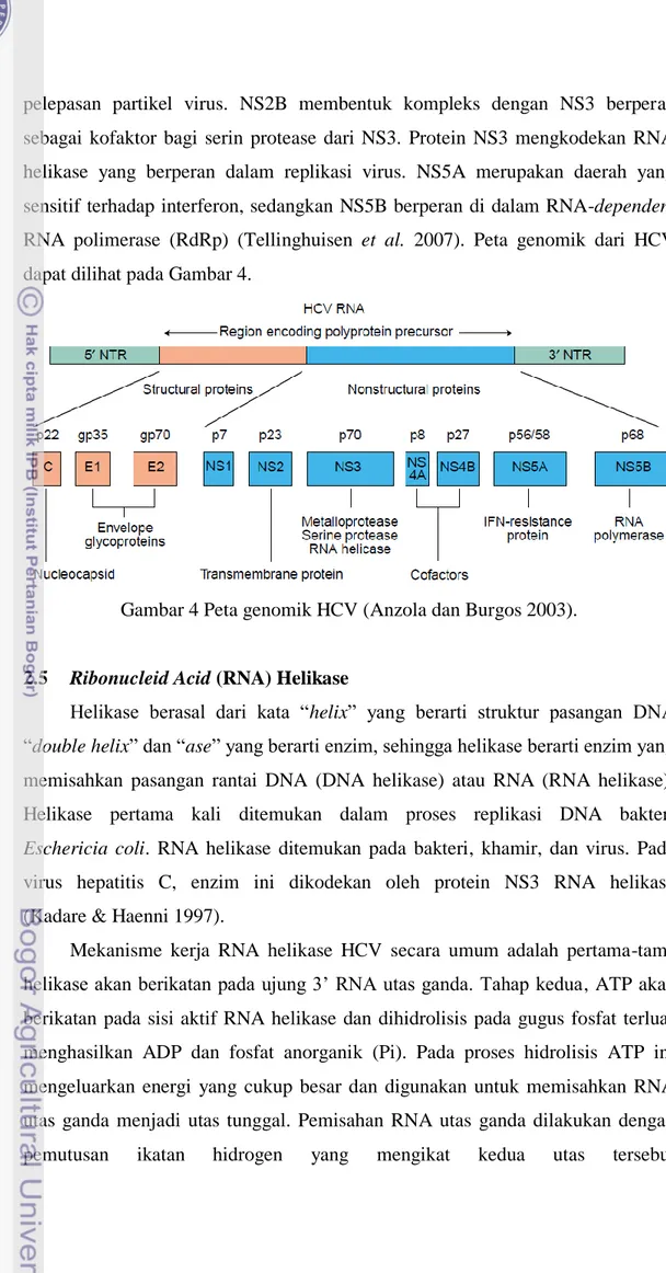 Gambar 4 Peta genomik HCV (Anzola dan Burgos 2003). 