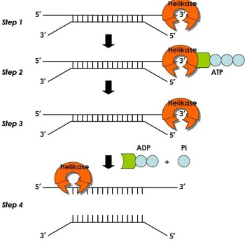 Gambar 5 Mekanisme kerja RNA helikase HCV (Hairany 2010). 